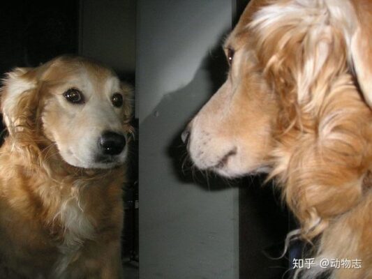 Tại sao con người có thể nhận ra bản thân mình trong gương, nhưng hầu hết các loài động vật trên hành tinh của chúng ta lại không? - Ảnh 5.