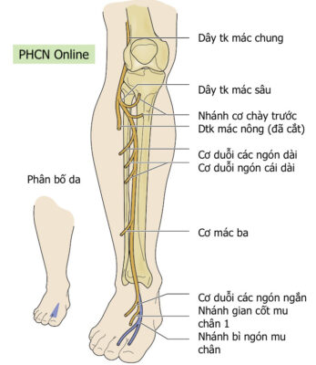 Hình 2. Phân bố cảm giác và vận động của Dây thần kinh mác sâu 