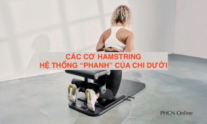 CƠ HAMSTRING – HỆ THỐNG PHANH” CỦA CHI DƯỚI