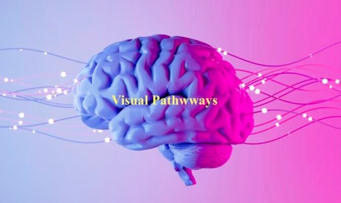 CON ĐƯỜNG THỊ GIÁC THỨ BA: NÃO XỬ LÝ TÍN HIỆU XÃ HỘI NHƯ THẾ NÀO?